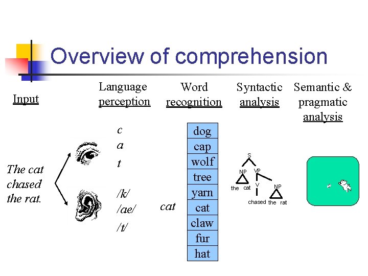 Overview of comprehension Input The cat chased the rat. Language perception Word recognition c