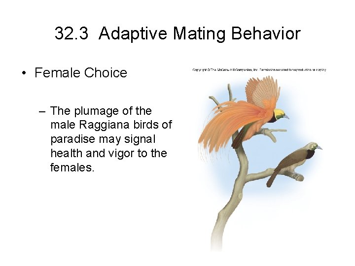 32. 3 Adaptive Mating Behavior • Female Choice – The plumage of the male