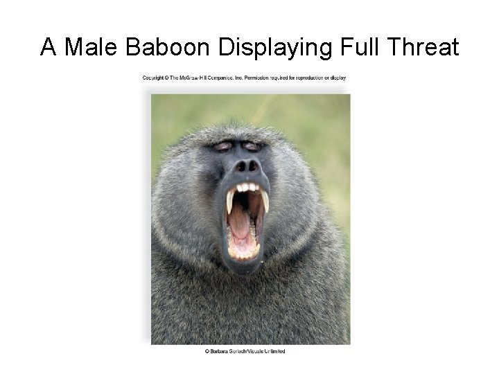 A Male Baboon Displaying Full Threat 