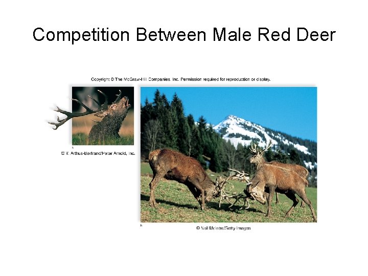 Competition Between Male Red Deer 