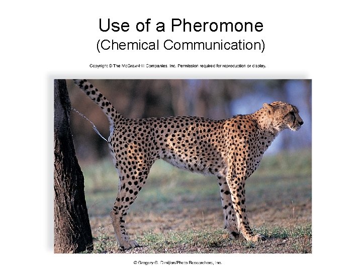 Use of a Pheromone (Chemical Communication) 