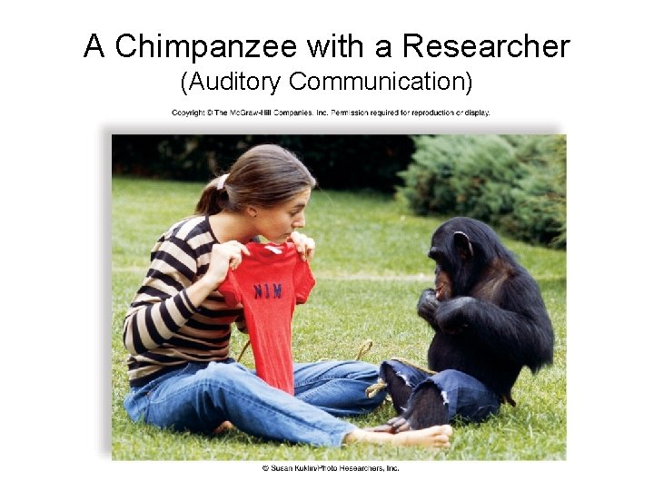 A Chimpanzee with a Researcher (Auditory Communication) 