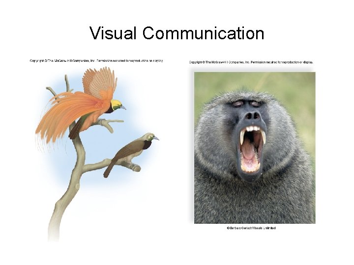 Visual Communication 