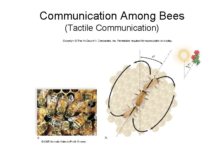 Communication Among Bees (Tactile Communication) 