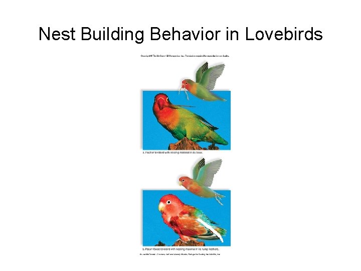 Nest Building Behavior in Lovebirds 