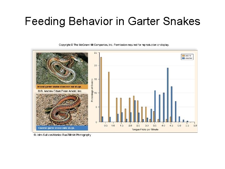 Feeding Behavior in Garter Snakes 