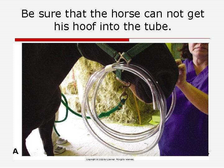 Be sure that the horse can not get his hoof into the tube. 