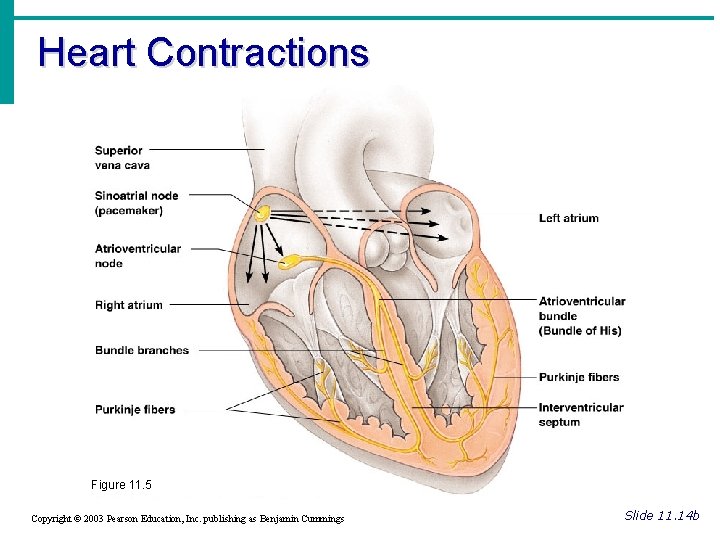 Heart Contractions Figure 11. 5 Copyright © 2003 Pearson Education, Inc. publishing as Benjamin