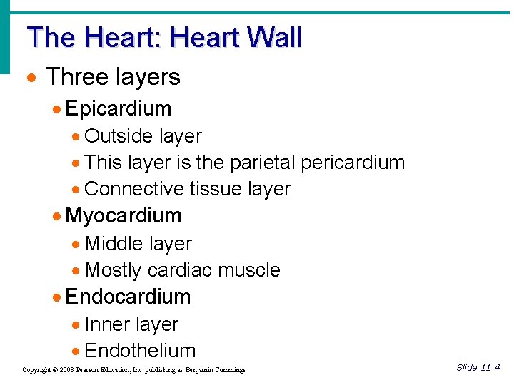 The Heart: Heart Wall · Three layers · Epicardium · Outside layer · This