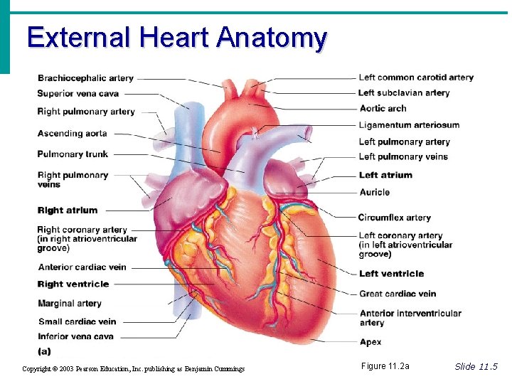 External Heart Anatomy Copyright © 2003 Pearson Education, Inc. publishing as Benjamin Cummings Figure