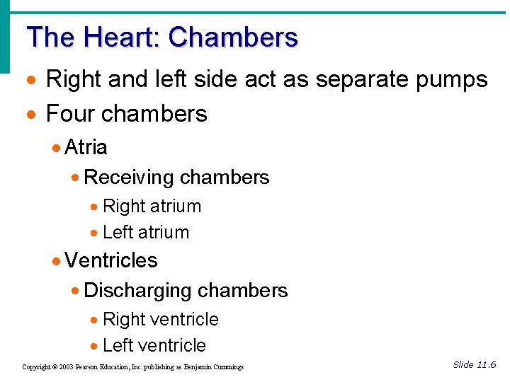 The Heart: Chambers · Right and left side act as separate pumps · Four