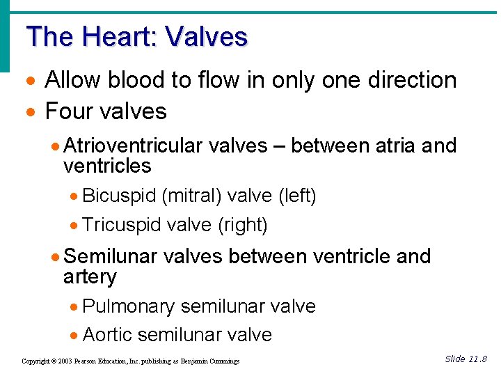 The Heart: Valves · Allow blood to flow in only one direction · Four