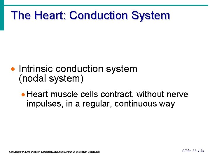 The Heart: Conduction System · Intrinsic conduction system (nodal system) · Heart muscle cells