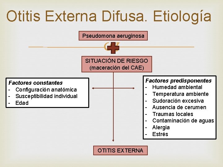 Otitis Externa Difusa. Etiología Pseudomona aeruginosa SITUACIÓN DE RIESGO (maceración del CAE) Factores predisponentes