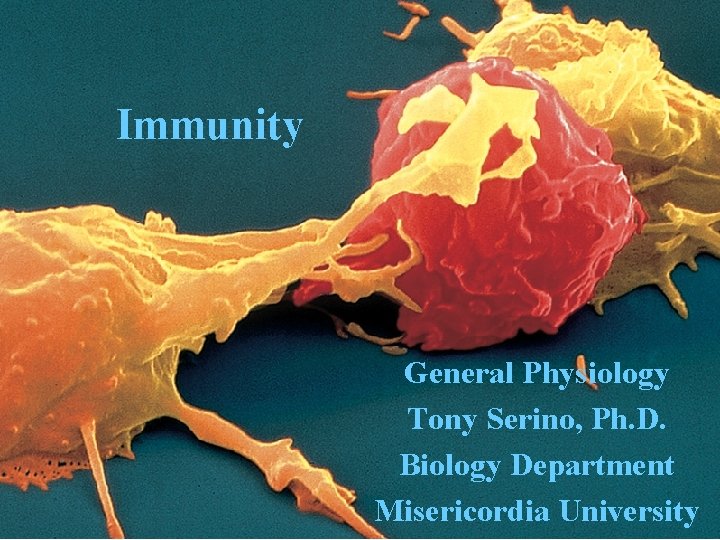 Immunity General Physiology Tony Serino, Ph. D. Biology Department Misericordia University 