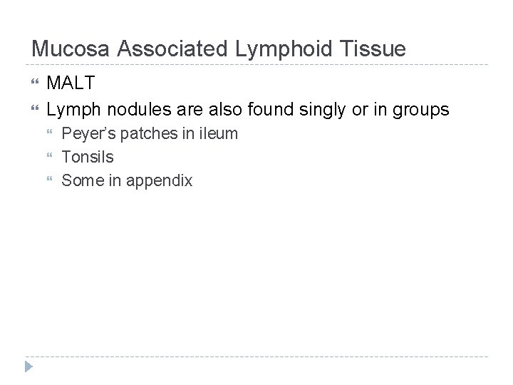 Mucosa Associated Lymphoid Tissue MALT Lymph nodules are also found singly or in groups