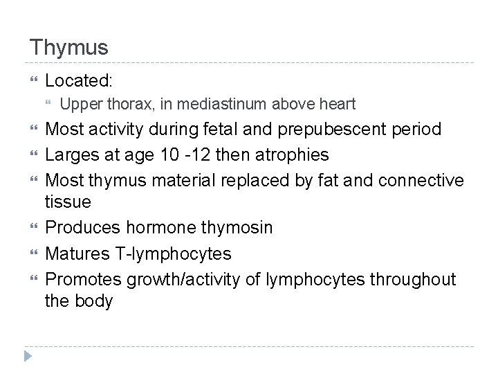 Thymus Located: Upper thorax, in mediastinum above heart Most activity during fetal and prepubescent