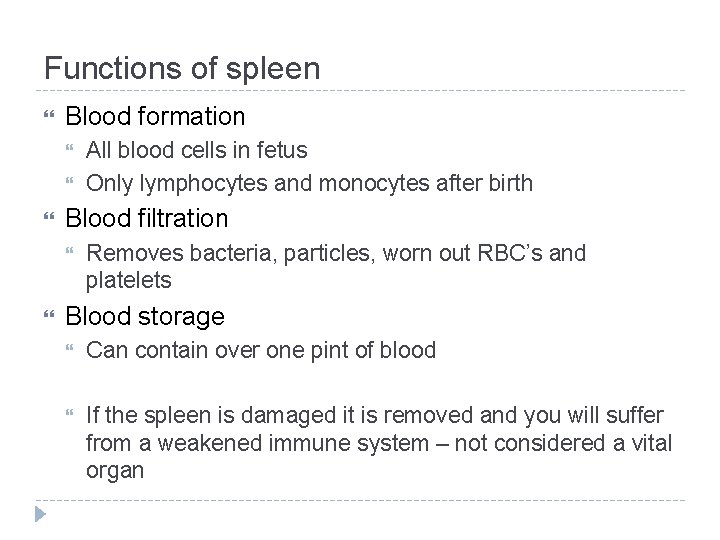 Functions of spleen Blood formation Blood filtration All blood cells in fetus Only lymphocytes