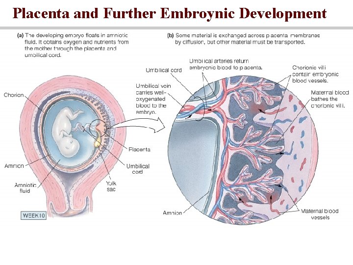 Placenta and Further Embroynic Development 