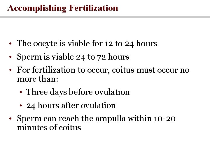 Accomplishing Fertilization • The oocyte is viable for 12 to 24 hours • Sperm