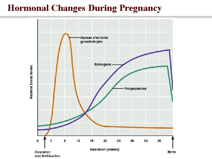 Hormonal Changes During Pregnancy 