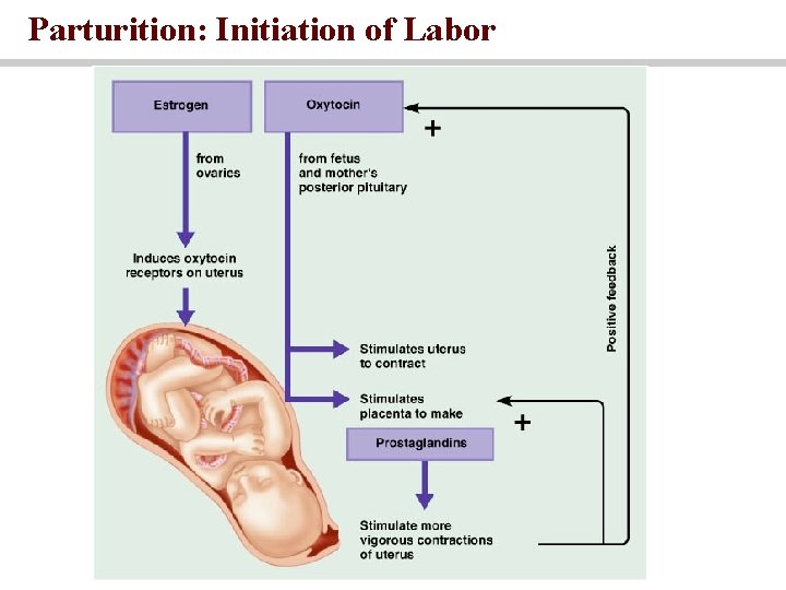 Parturition: Initiation of Labor 