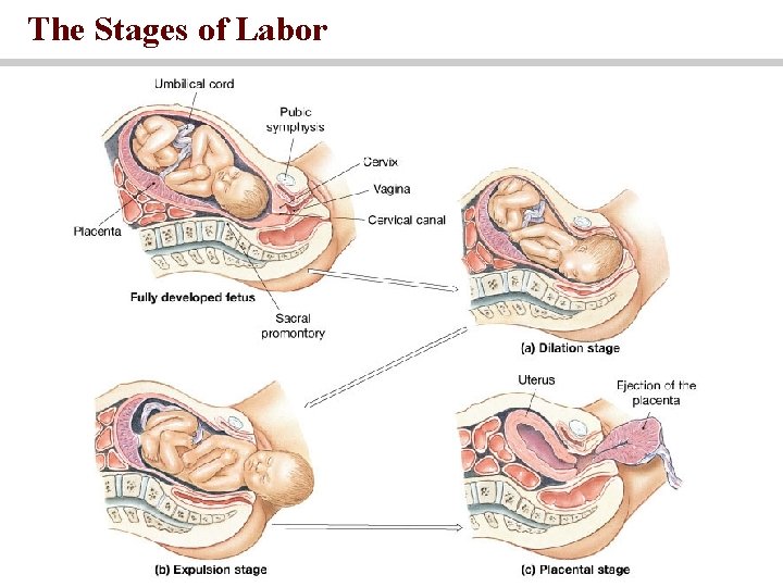 The Stages of Labor 