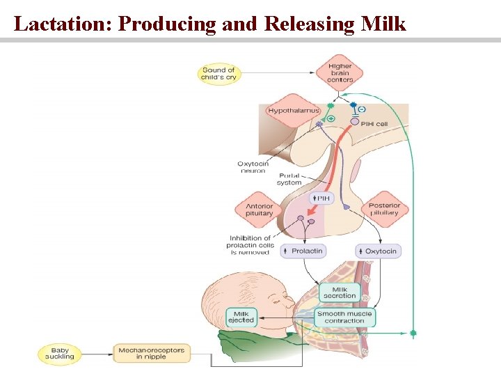 Lactation: Producing and Releasing Milk 