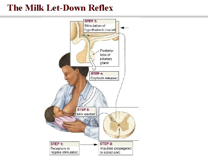 The Milk Let-Down Reflex 