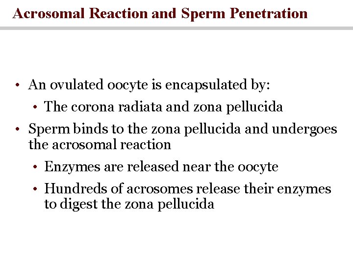Acrosomal Reaction and Sperm Penetration • An ovulated oocyte is encapsulated by: • The