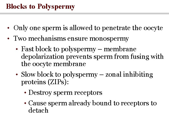 Blocks to Polyspermy • Only one sperm is allowed to penetrate the oocyte •
