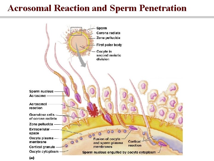 Acrosomal Reaction and Sperm Penetration 