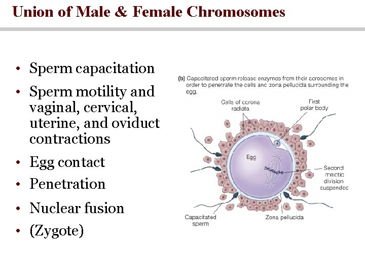 Union of Male & Female Chromosomes • Sperm capacitation • Sperm motility and vaginal,