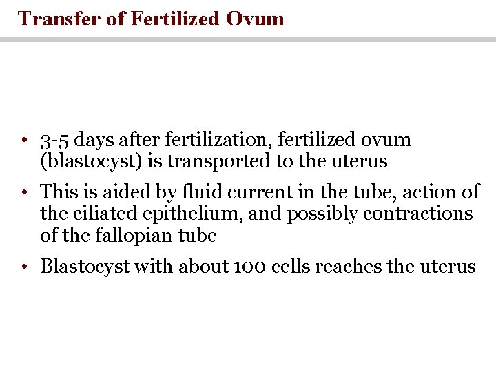Transfer of Fertilized Ovum • 3 -5 days after fertilization, fertilized ovum (blastocyst) is