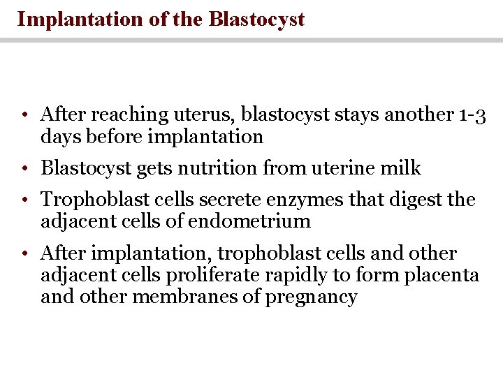 Implantation of the Blastocyst • After reaching uterus, blastocyst stays another 1 -3 days