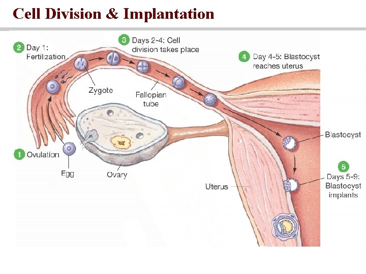 Cell Division & Implantation 