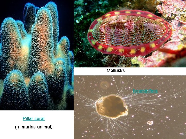 Mollusks foraminifera Pillar coral ( a marine animal) 