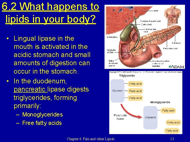 6. 2 What happens to lipids in your body? • Lingual lipase in the