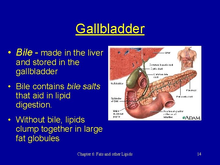 Gallbladder • Bile - made in the liver and stored in the gallbladder •