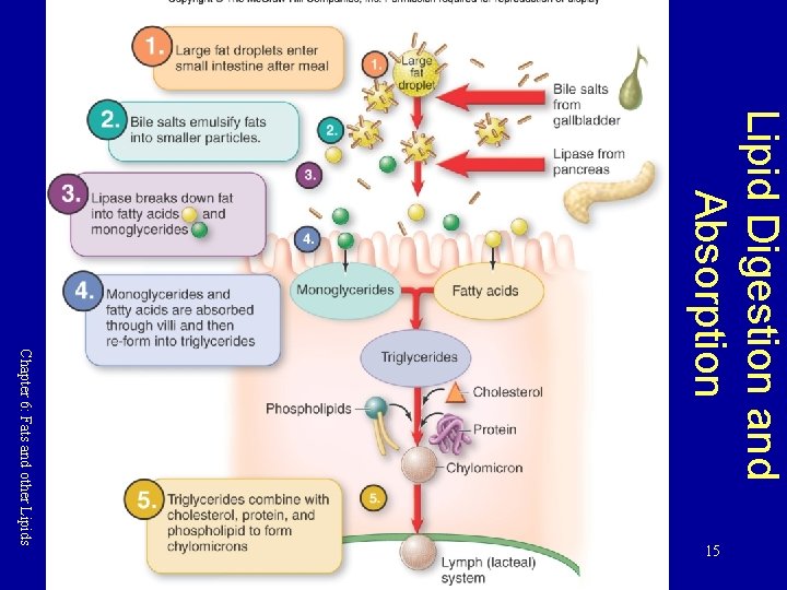 Lipid Digestion and Absorption Chapter 6: Fats and other Lipids 15 