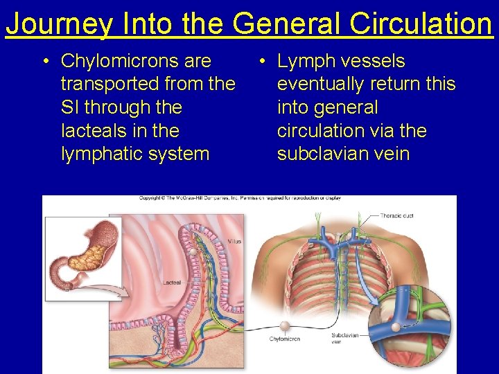 Journey Into the General Circulation • Chylomicrons are transported from the SI through the