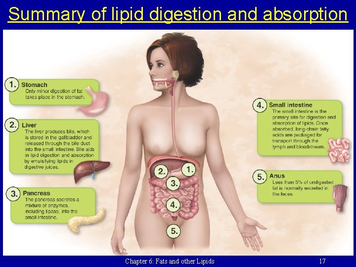 Summary of lipid digestion and absorption Chapter 6: Fats and other Lipids 17 