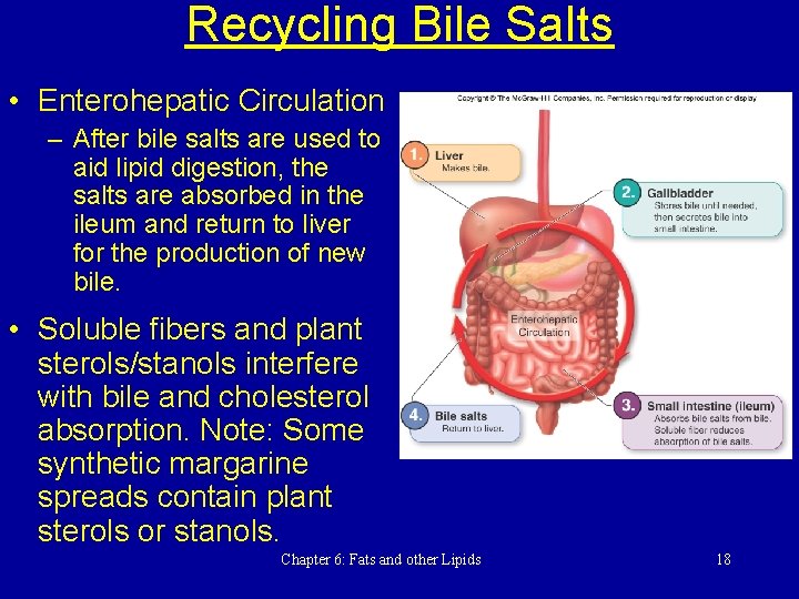 Recycling Bile Salts • Enterohepatic Circulation – After bile salts are used to aid