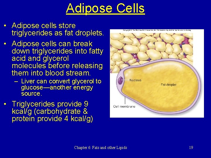 Adipose Cells • Adipose cells store triglycerides as fat droplets. • Adipose cells can