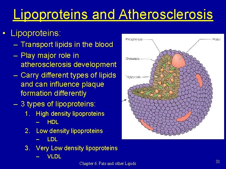 Lipoproteins and Atherosclerosis • Lipoproteins: – Transport lipids in the blood – Play major