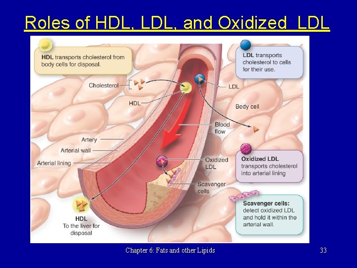 Roles of HDL, LDL, and Oxidized LDL Chapter 6: Fats and other Lipids 33
