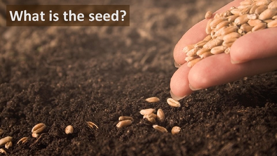 What is the seed? 