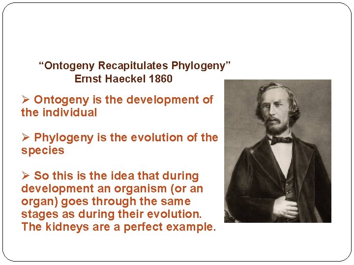 “Ontogeny Recapitulates Phylogeny” Ernst Haeckel 1860 Ø Ontogeny is the development of the individual