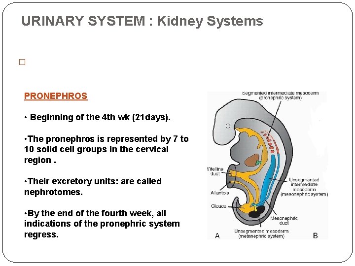 URINARY SYSTEM : Kidney Systems � Three slightly overlapping kidney systems are formed in