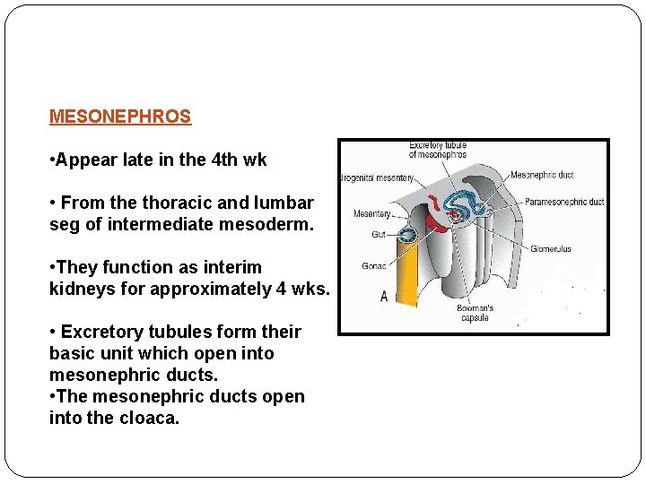 MESONEPHROS • Appear late in the 4 th wk • From the thoracic and